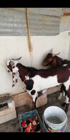 bakra