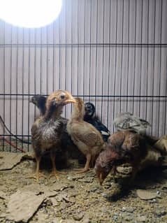 Aseel Thai cross Chicks for Sale