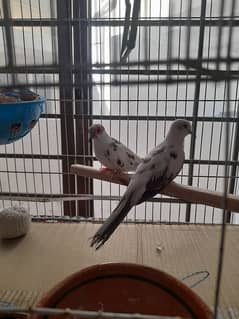 pied full wash diamond dove