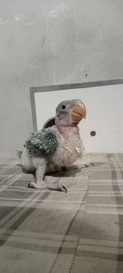 parrot for sale