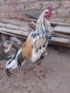 aseel cheena murgha  for sale