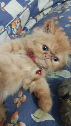 Pure Persian Near to Peki/Peke Kitten/Cat
