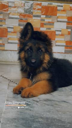 German