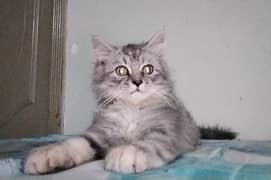 2 Adorable Gray Kittens for Sale