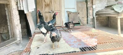 Aseel chena breed