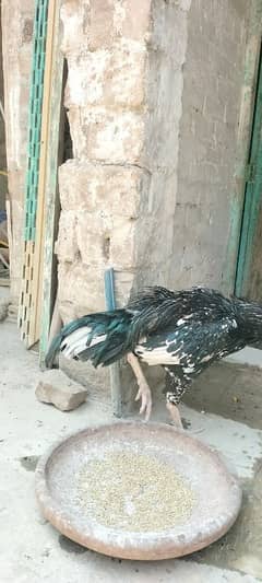 Aseel chena breed