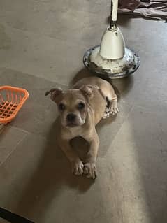 Merle