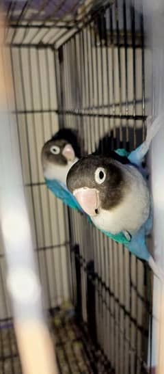 blue mask breeder pair