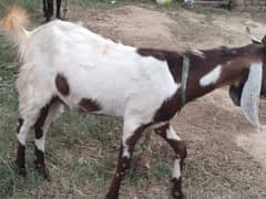 bakra