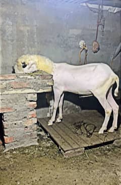 Lakha Mundra kheera bacha