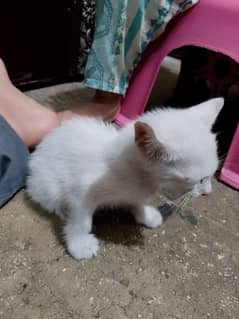 please adopt this cat I will give for free her mother died