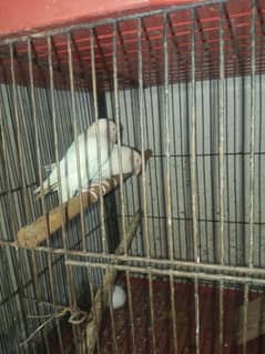Albino Breeder Pair red eyes
