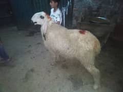 sheeep for sale from