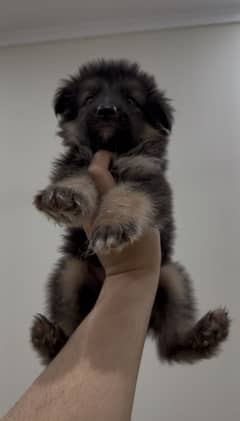 German Shepherd Dog | Double Coat puppies