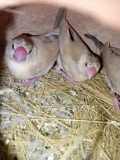 Fawn java Young molted Pairs for sale . ALLHUMDULLILAH active & Healty