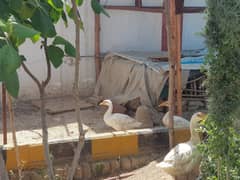 Ducks