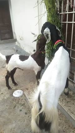 2 Dant Khassi bakry
