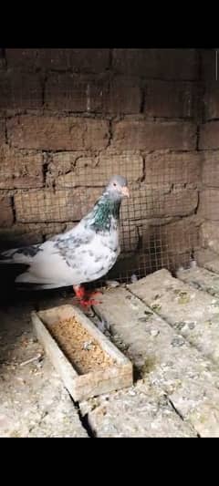 pigeon