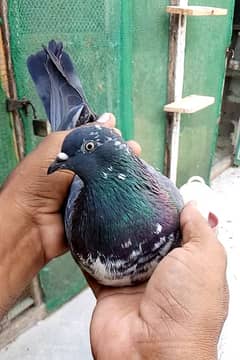 chapra