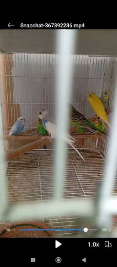 budgie