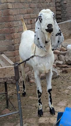 Desi Bakra please read add