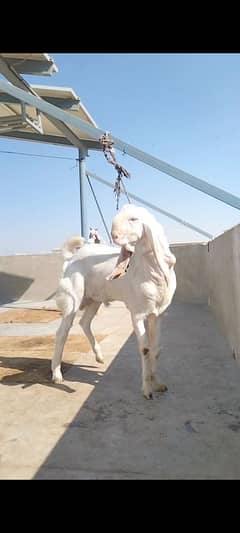 gulabi