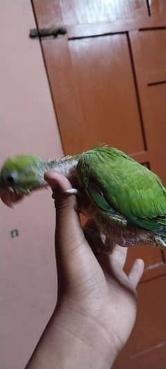 parrot