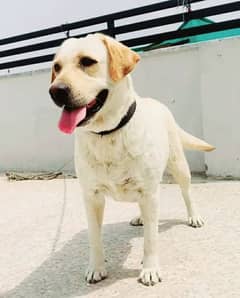 Labrador