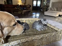 Kitten