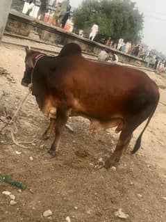 qurbani