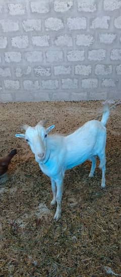 pure white tedda