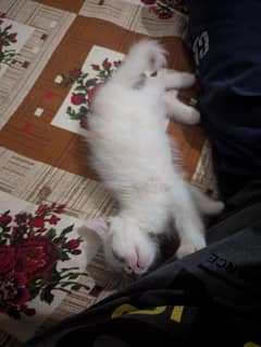 Persian male kitten for sale