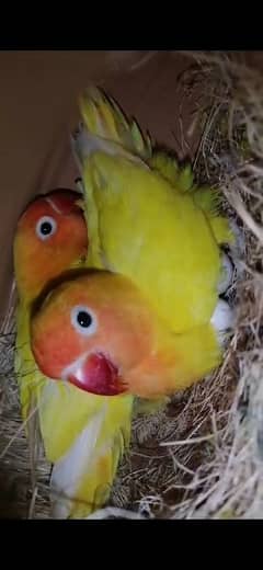 Lovebirds
