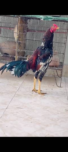jawa murga male
