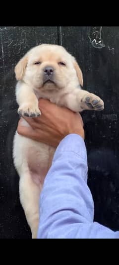 Labrador