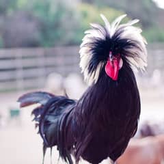 White Japanese,Golden Buff,Mottled Milli,Black Polish,Fertile eggs