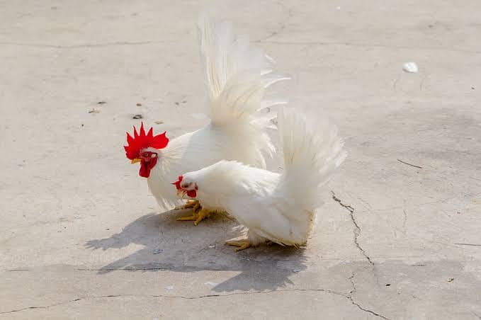 Fertile eggs,Japanese,Golden Buff,Mottled Milli,Black Polish,Fancy hen 1