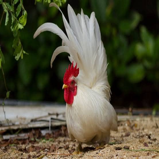 Fertile eggs,Japanese,Golden Buff,Mottled Milli,Black Polish,Fancy hen 2