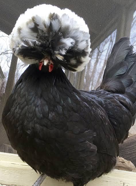 Fertile eggs,Japanese,Golden Buff,Mottled Milli,Black Polish,Fancy hen 4