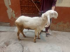 Larkana Dumba Sheep 9 months Qurbani 2025 Home Feed Active healthy