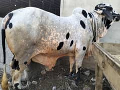 Qurbani ke khobsurat janwar