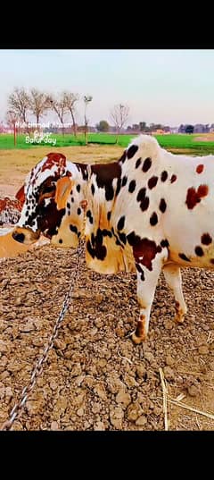 cholistan Bulls 2 dant
