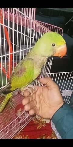 Hand