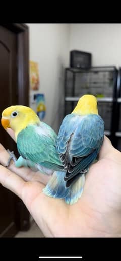 Opaline