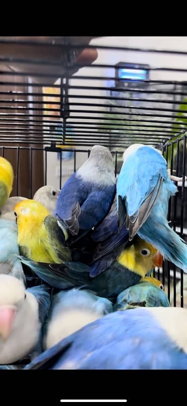 Opaline Palefallows Visuals and split breeder with Dna available 1