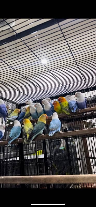 Opaline Palefallows Visuals and split breeder with Dna available 2