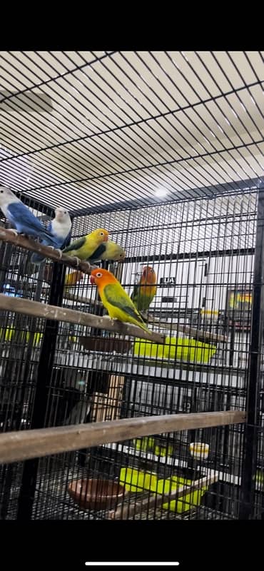 Opaline Palefallows Visuals and split breeder with Dna available 5