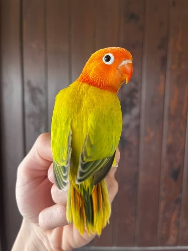 Opaline Palefallows Visuals and split breeder with Dna available 7