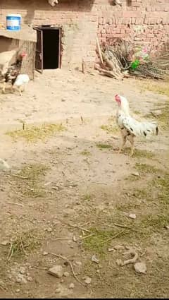 paira