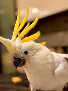 Triton Cockatoo medium sulpher baby chick